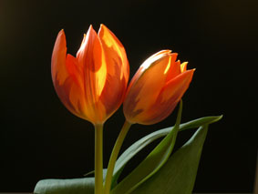 2 Tulpen